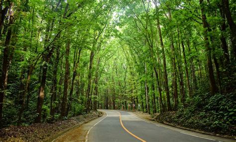 Man Made Forest Bohol, Philippines – Visitor’s Guide .